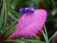 Tillandsie mit Blüte - Mortella Garten